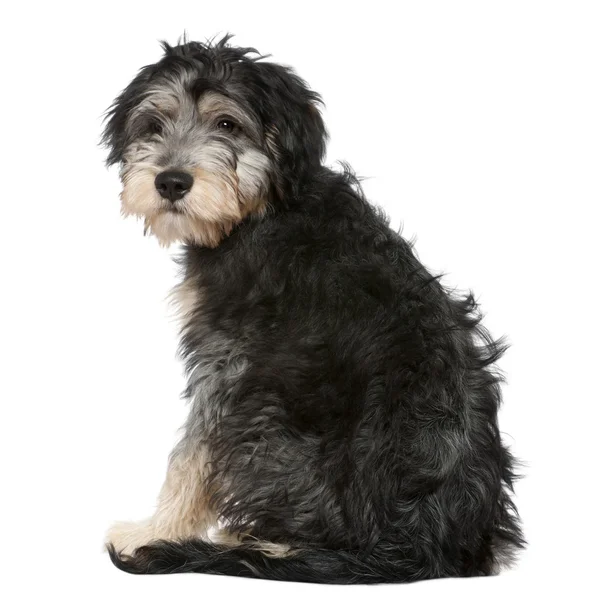 Rear view of a Crossbreed looking at the camera, 4 months old, sitting in front of white background — Stock Photo, Image