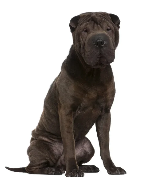 Shar Pei, 1 year old, sitting in front of white background — Stock Photo, Image