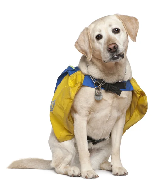 stock image Portrait of Labrador, 4 years old, wearing bags in front of white background