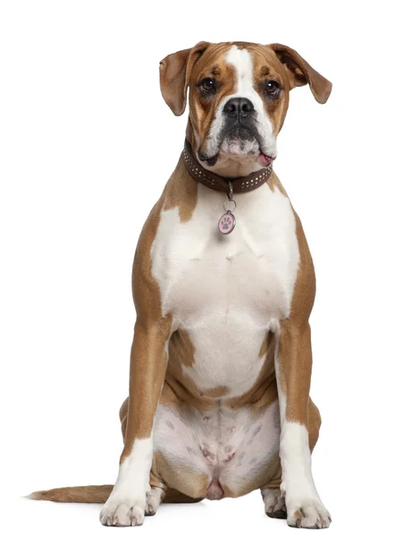 Portrait of Boxer, 14 years old, sitting in front of white background — Stock Photo, Image