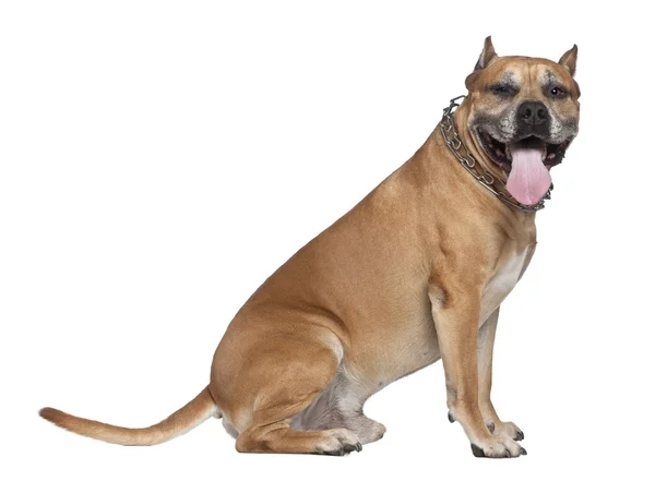 American Staffordshire terrier, 5 years old, looking at camera sitting in front of white backgroun — Stock Photo, Image