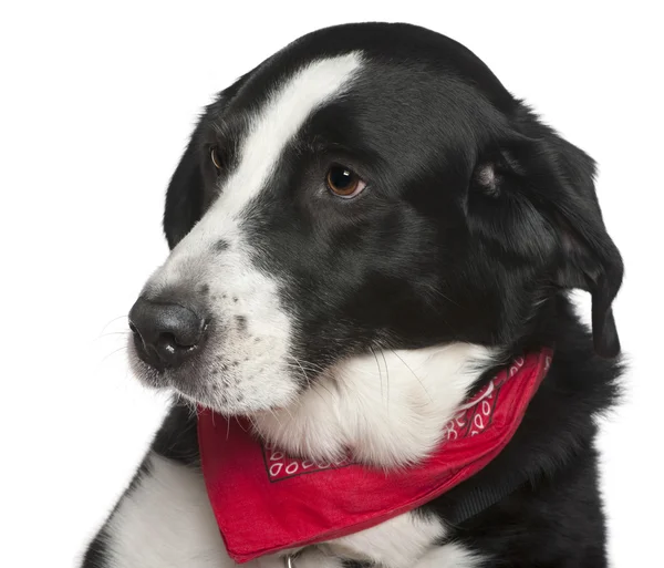 Närbild headshot blandras hund, 9 år gammal, framför vit bakgrund — Stockfoto