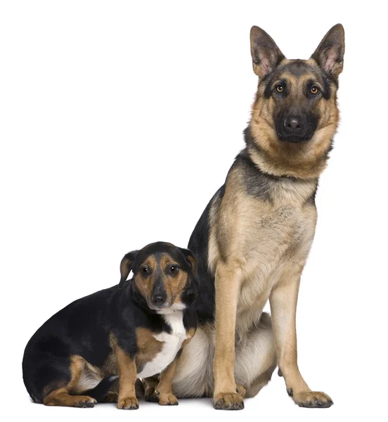 German shepherd dog and Jack Russell mixed with a Teckel, 1 and 4 years old, sitting in front of white background — Stock Photo, Image