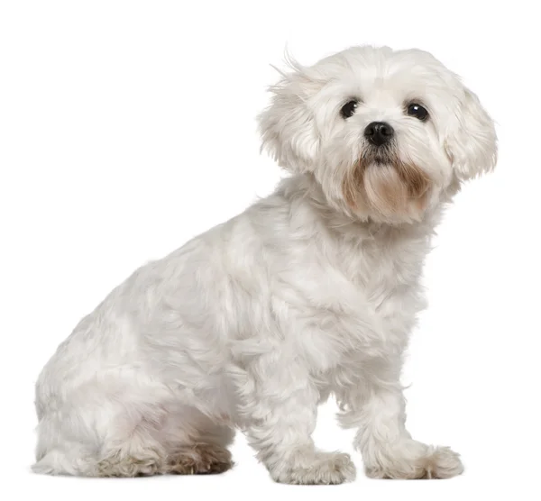 Maltese, 3 years old, sitting in front of white background — Zdjęcie stockowe