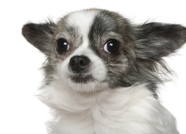 Close-up of Chihuahua, 15 months old, in front of white background — Stock Photo, Image