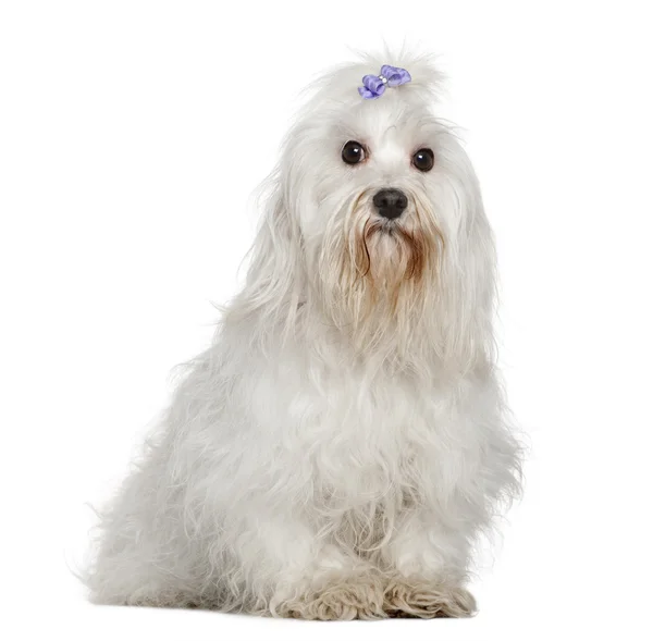 Maltese, 6 years old, sitting in front of white background — Stock Photo, Image