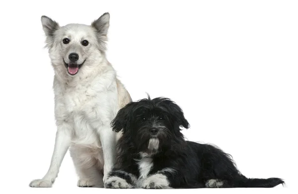 สุนัขผสมพันธุ์และชิสุ อายุ 9 ปี และ 6 เดือน ต่อหน้าพื้นหลังสีขาว — ภาพถ่ายสต็อก
