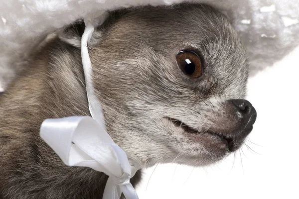 stock image Dressed Chihuahua wearing a hat, 7 years old, in front of white background