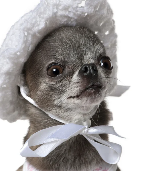 Chihuahua vestito con un cappello, 7 anni, davanti a uno sfondo bianco — Foto Stock