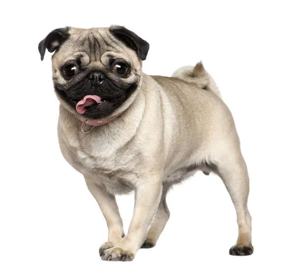 Pug, 3 years old, standing in front of white background — Stock Photo, Image