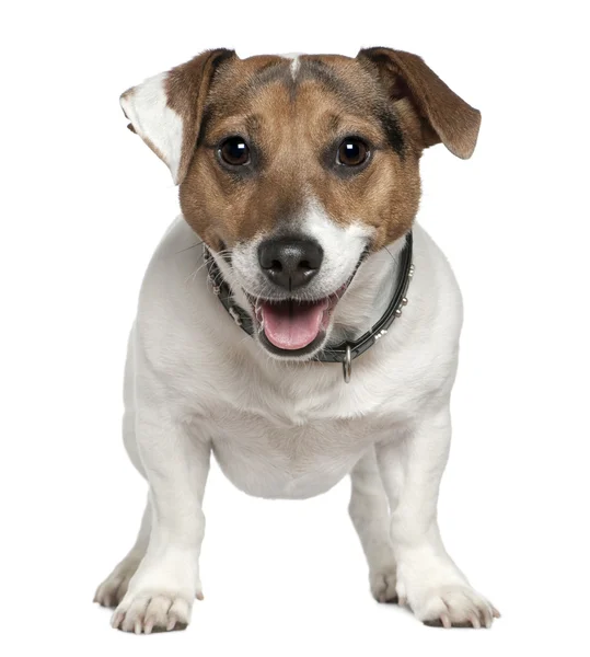 Jack Russell terrier 2 ve buçuk yıl yaşlı, beyaz arka plan duran — Stok fotoğraf