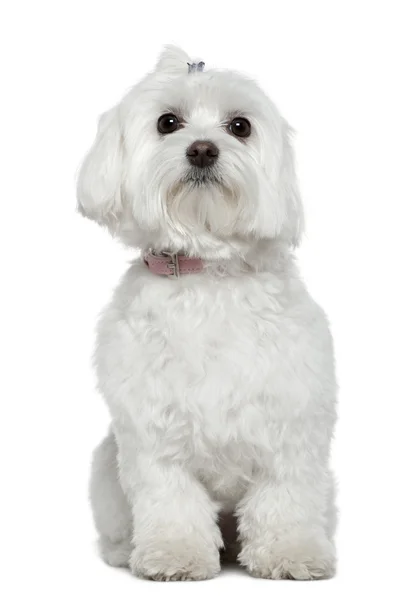 Maltese, 2 years old, sitting in front of white background — Stock Photo, Image