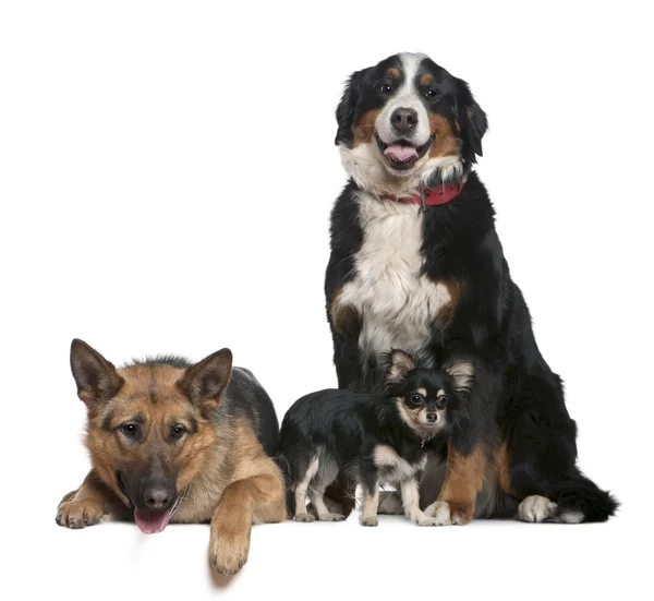 German shepherd dog, Bernese mountain dog and Chihuahua, 14 months, 4 years and 9 months old, in front of white background — Stock Photo, Image