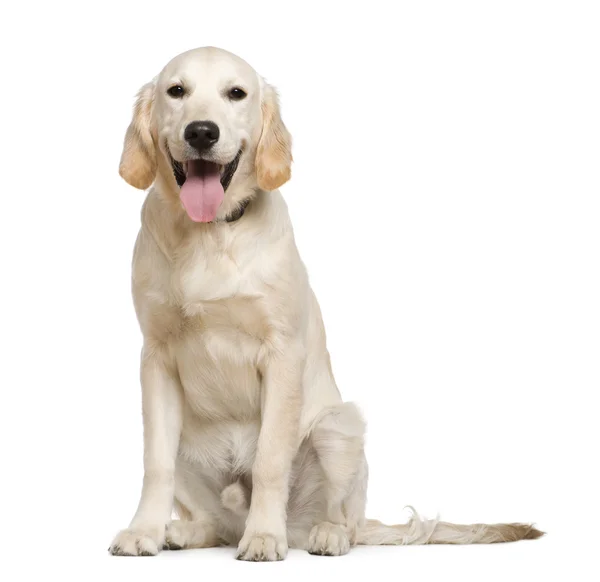 Złoty pies myśliwski, 6 miesięcy, siedząc z przodu białe tło — Zdjęcie stockowe