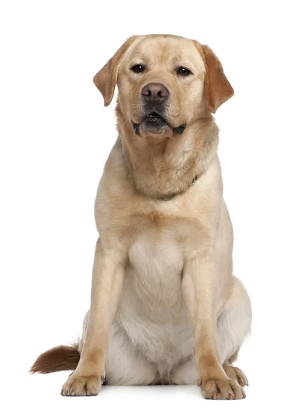 ラブラドル ・ レトリーバー犬、2 歳で、白い背景の前に座っています。 — ストック写真