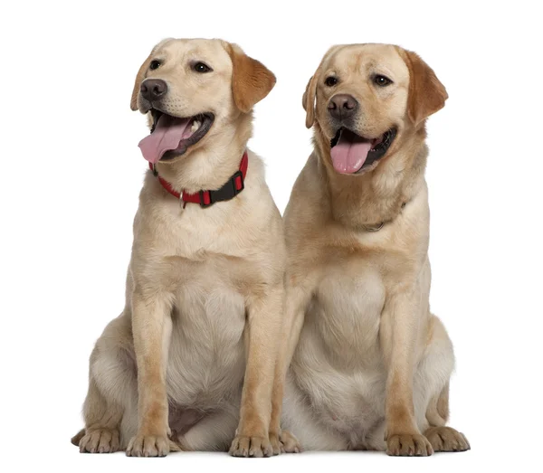 Two Labrador Retrievers, 2 years old and 11 months old, sitting in front of white background — Stock Photo, Image