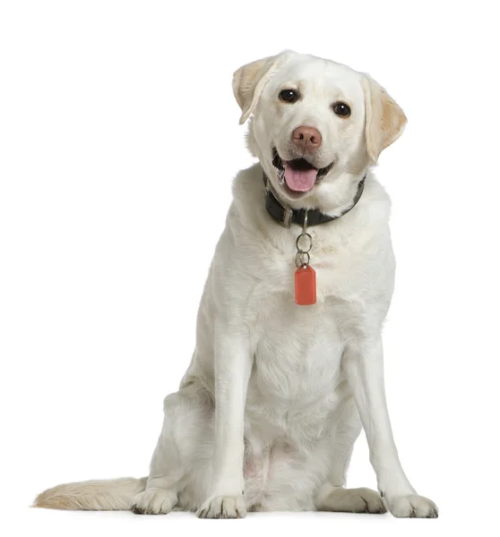 Labrador, 5 år, siddende foran hvid baggrund - Stock-foto