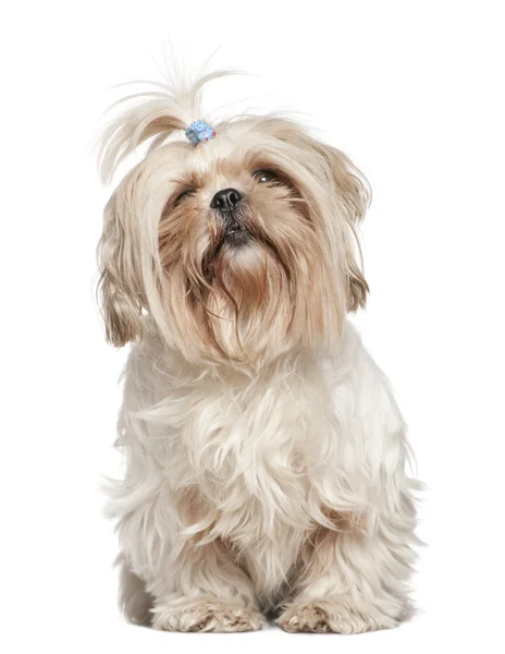 Shih Tzu, 4 years old, in front of white background — Stock Photo, Image