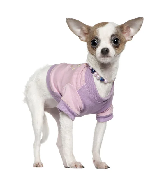 Dressed up Chihuahua, 6 months old, standing in front of white background — Stock Photo, Image