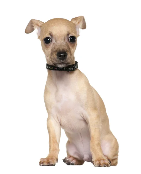Chihuahua cachorro, 4 meses de edad, sentado delante de fondo blanco —  Fotos de Stock