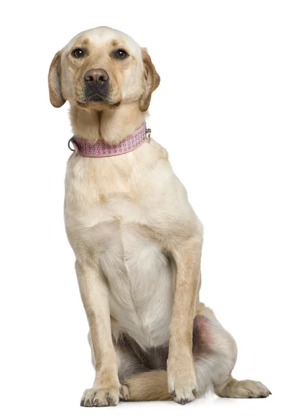 Labrador, 4 jaar oud, zitten in de voorkant van witte achtergrond — Stockfoto