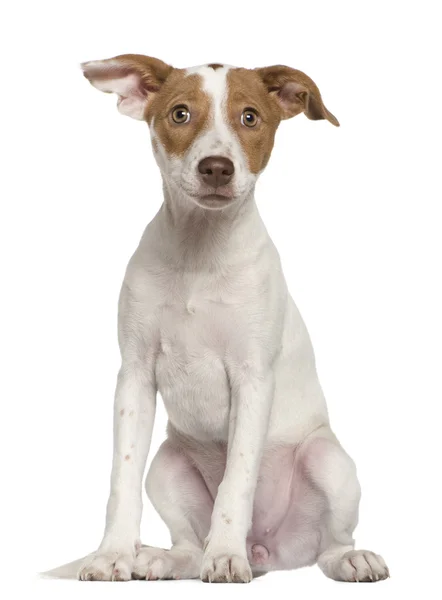 Jack Russell Terrier, de 3 meses y medio, sentado frente al fondo blanco —  Fotos de Stock