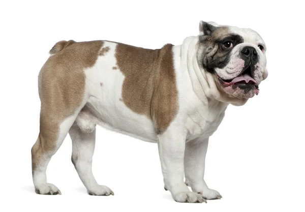 Bulldog inglés, 3 años, de pie frente al fondo blanco — Foto de Stock