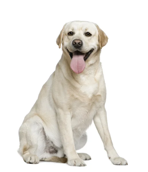 拉布拉多犬，15 个月大，坐在白色背景前 — 图库照片
