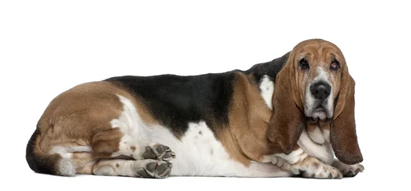 Basset hound, 9 years old, lying in front of white background — Stock Photo, Image