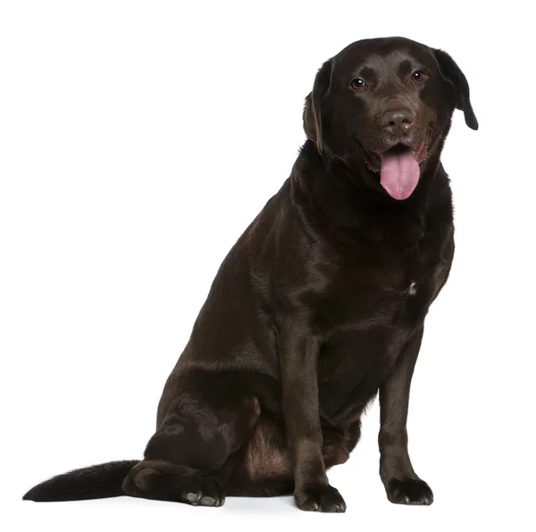 Labrador, 7 years old, sitting in front of white background — Stock Photo, Image