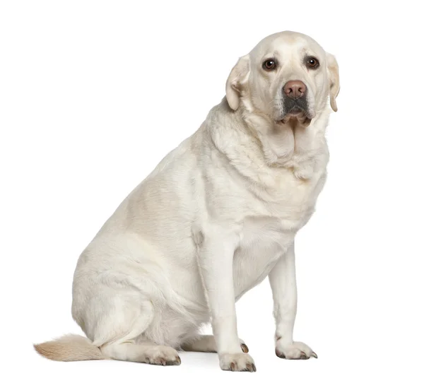 Labrador geri almak, 5 yıl yaşlı, beyaz arka plan oturan — Stok fotoğraf