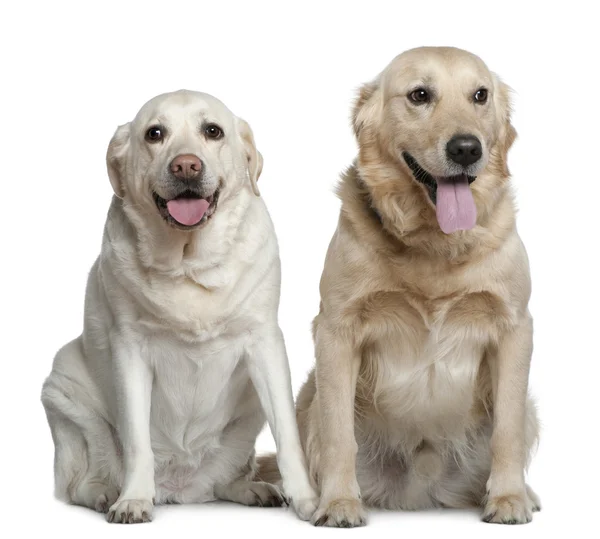 Two Labrador retrievers, 4 years old, sitting in front of white background — Stock Photo, Image