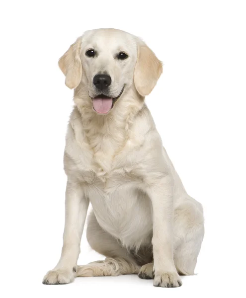 Złoty pies myśliwski, 6 miesięcy, siedząc z przodu białe tło — Zdjęcie stockowe