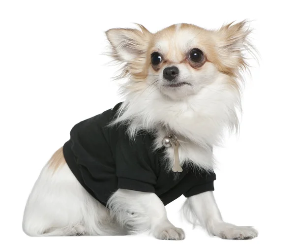 Chihuahua gekleed in het zwart, 1 jaar oud, zit op witte achtergrond — Stockfoto