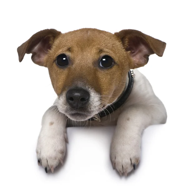 Jack Russell Terrier, 3 meses, frente a fondo blanco —  Fotos de Stock