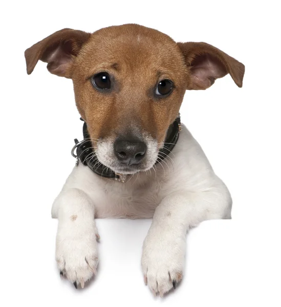 Jack Russell Terrier, 3 mesi, davanti allo sfondo bianco — Foto Stock