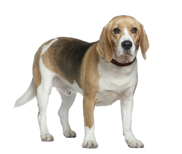 Beagle, 3 lat, stojąc z przodu białe tło — Zdjęcie stockowe