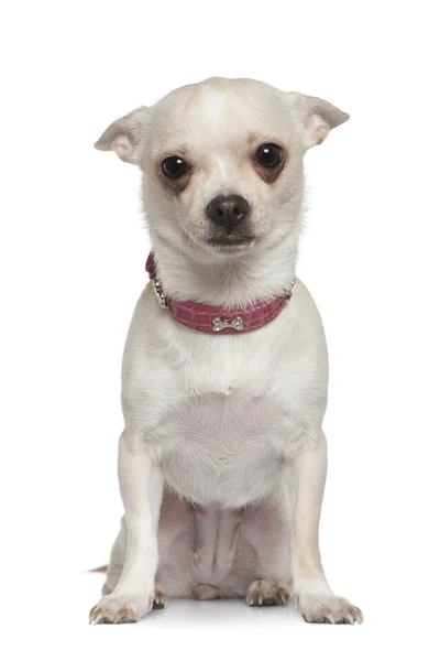 Chihuahua, 10 månader gammal, sitter framför vit bakgrund — Stockfoto