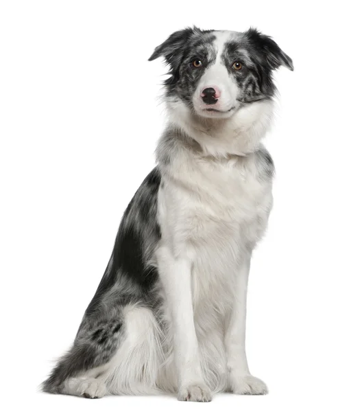 Border Collie, 11 months old, sitting in front of white background — Stock Photo, Image