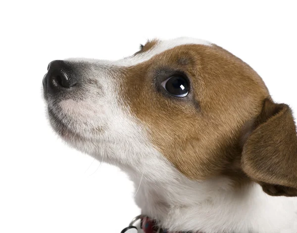 Jack Russell Terrier, 12 semanas, olhando para cima em frente ao fundo branco — Fotografia de Stock