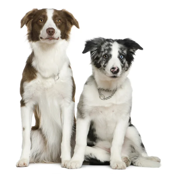 Two Border Collies, 11 meses e 4 meses, sentado em frente ao fundo branco — Fotografia de Stock