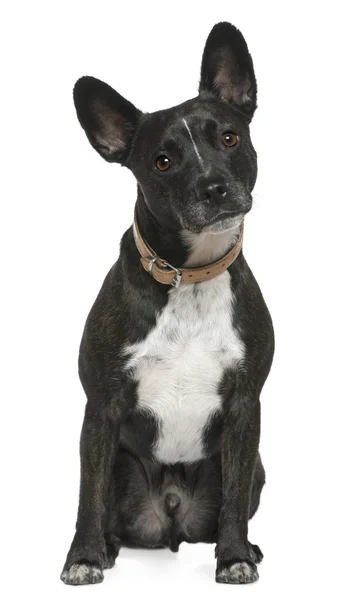 Mixed-breed dog, 5 years old, sitting in front of white background — Stock Photo, Image