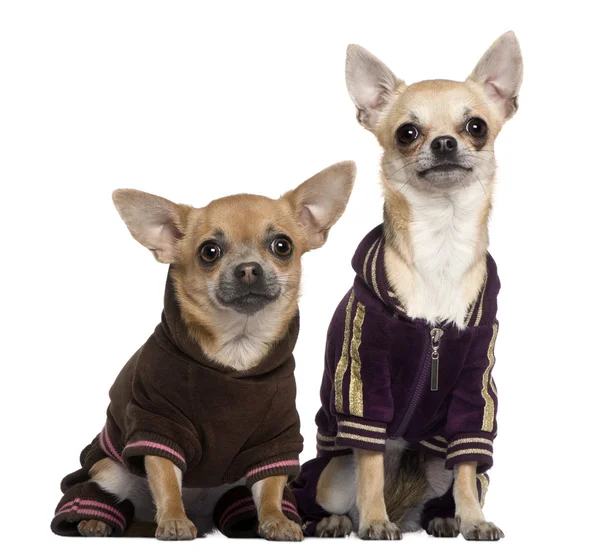 Zwei gekleidete Chihuahuas in Trainingsanzügen, eineinhalb und ein Jahr alt, vor weißem Hintergrund sitzend — Stockfoto
