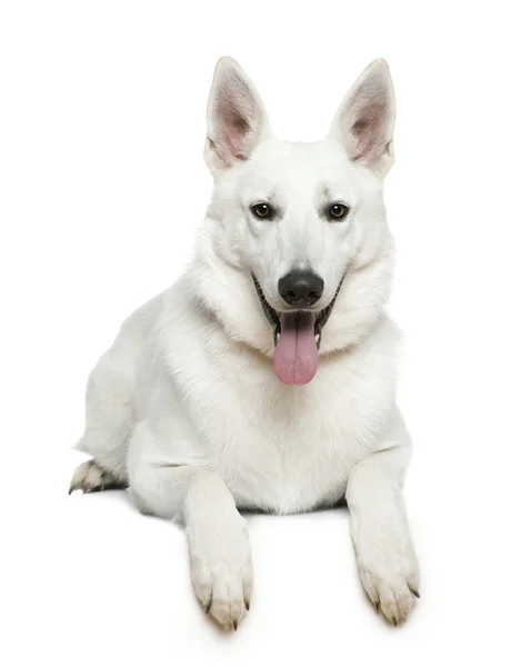 Swiss Shepherd dog, 1 year old, lying in front of white background — Stock Photo, Image