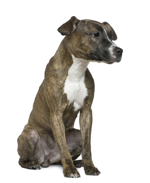 American Staffordshire Terrier, 9 months old, sitting in front of white background — Stock Photo, Image