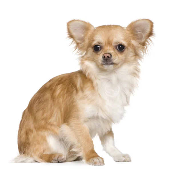 Chihuahua, 8 miesięcy, siedząc z przodu białe tło — Zdjęcie stockowe