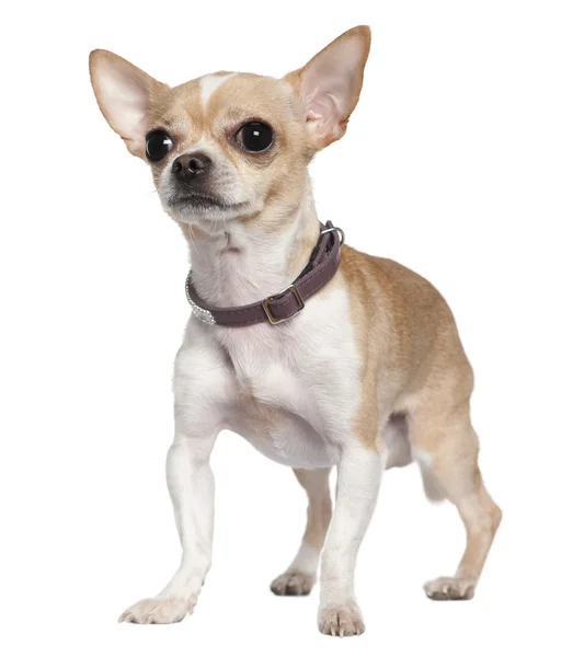 Chihuahua, 2 år gammal, står framför vit bakgrund — Stockfoto