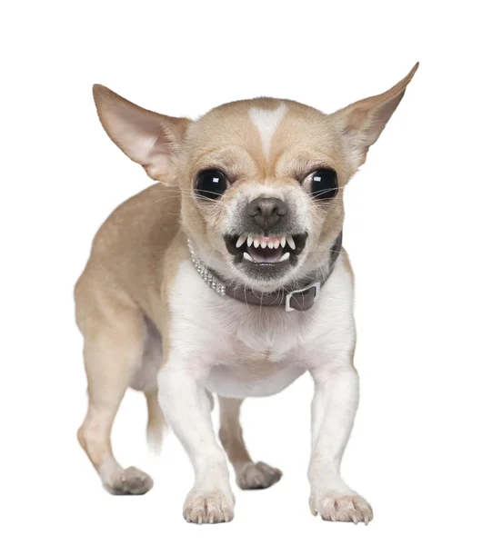 Chihuahua irritado rosnando, 2 anos, na frente do fundo branco — Fotografia de Stock