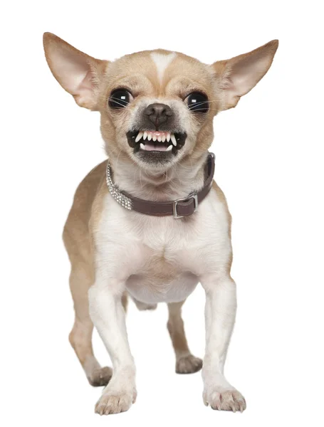 Chihuahua en colère grognant, 2 ans, devant fond blanc — Photo