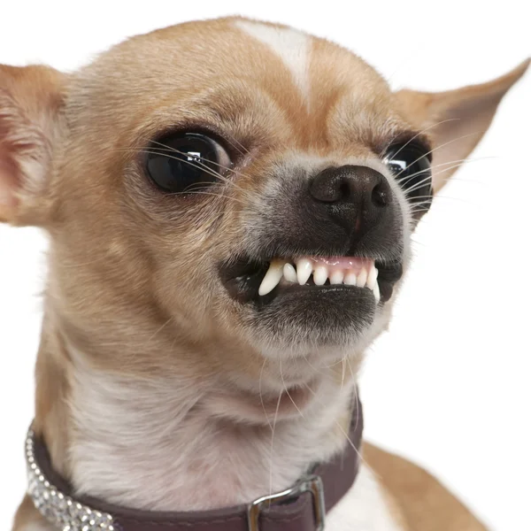Close-up of angry Chihuahua growling, 2 years old, in front of white background — Stock Photo, Image